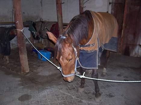 Fuldblod (XX) Horizontas (Død) billede 18