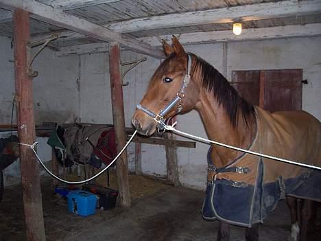 Fuldblod (XX) Horizontas (Død) billede 19