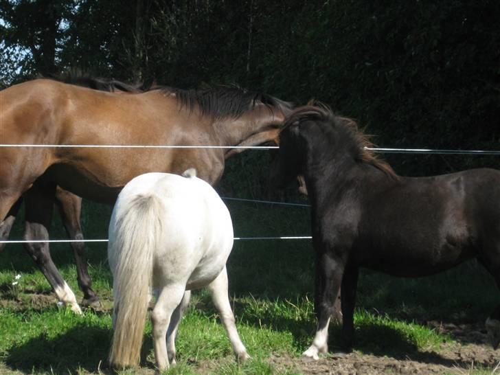 Anden særlig race Skipper  *SOLGT* - Beauty og Skipper der lige gør sig til overfor deres nye foldkammerater<33 billede 14