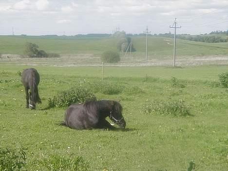 Anden særlig race Skipper  *SOLGT* - aaaaaahhhhh!!!! lige en lille lur..  billede 19
