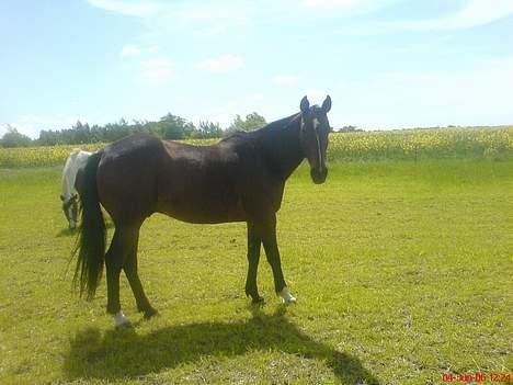 Traver SikSak (Død 2011) billede 13