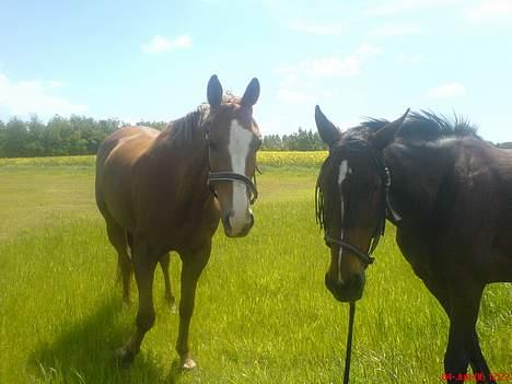 Traver SikSak (Død 2011) billede 14