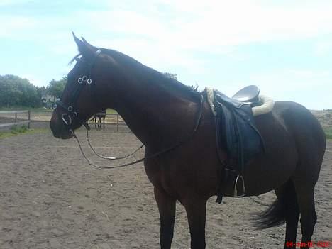 Traver SikSak (Død 2011) - Så skal der trænes dressur ;oD billede 15