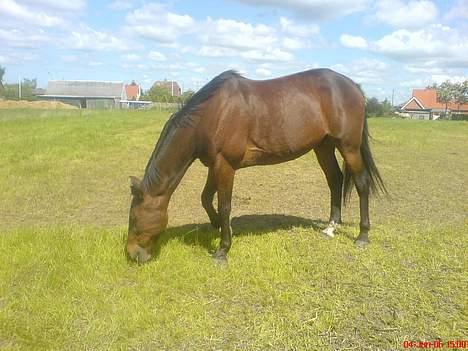 Traver SikSak (Død 2011) billede 16