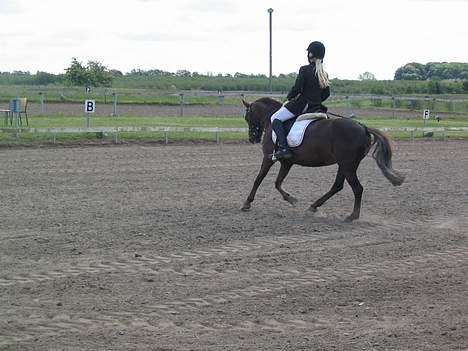 Dartmoor Sille - Mulle og jeg til dressur LC2! billede 7