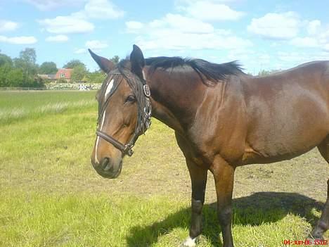 Traver SikSak (Død 2011) billede 17