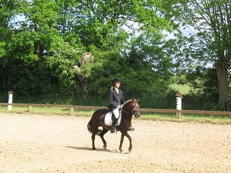 Dartmoor Sille - så smuk,, vandt <´33 billede 9