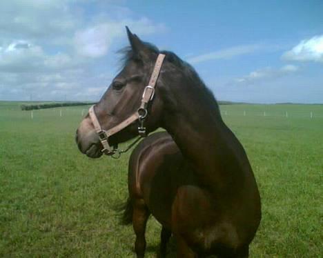 Connemara DambækgårdsGoldenJustice - Sommerglade Justice (´: billede 1