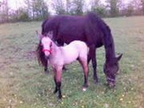 Connemara DambækgårdsGoldenJustice - Justice og hendes føl Pille.  billede 2