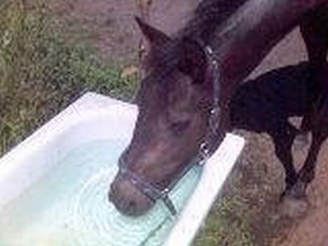 Connemara DambækgårdsGoldenJustice - Drikke drikke drikke. billede 3