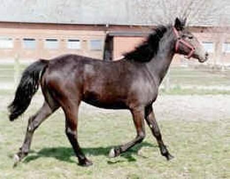 Connemara DambækgårdsGoldenJustice - Her er hun som 1årig. billede 4