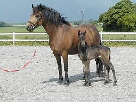 Connemara DambækgårdsGoldenJustice - Dette er Justice og hendes mor (: billede 5