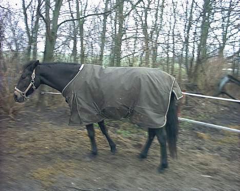 Connemara DambækgårdsGoldenJustice - Surt. billede 6