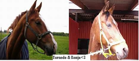 Oldenborg Tornedo<3 solgt:( - MOR & SØN billede 13