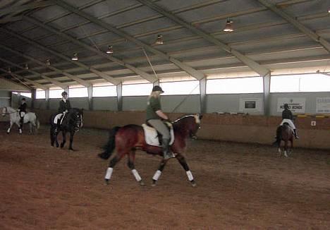 New Forest Thy Bavian - Opvarmning på askov. - Jeg vil ALDRIG glemme dig skat ! billede 7