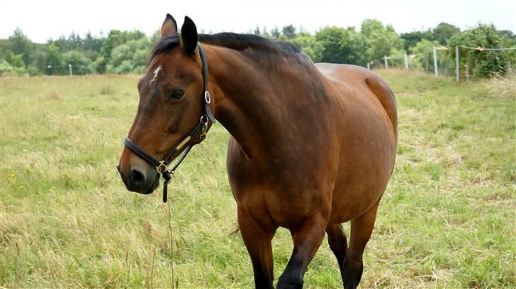 Anden særlig race Cassie billede 3