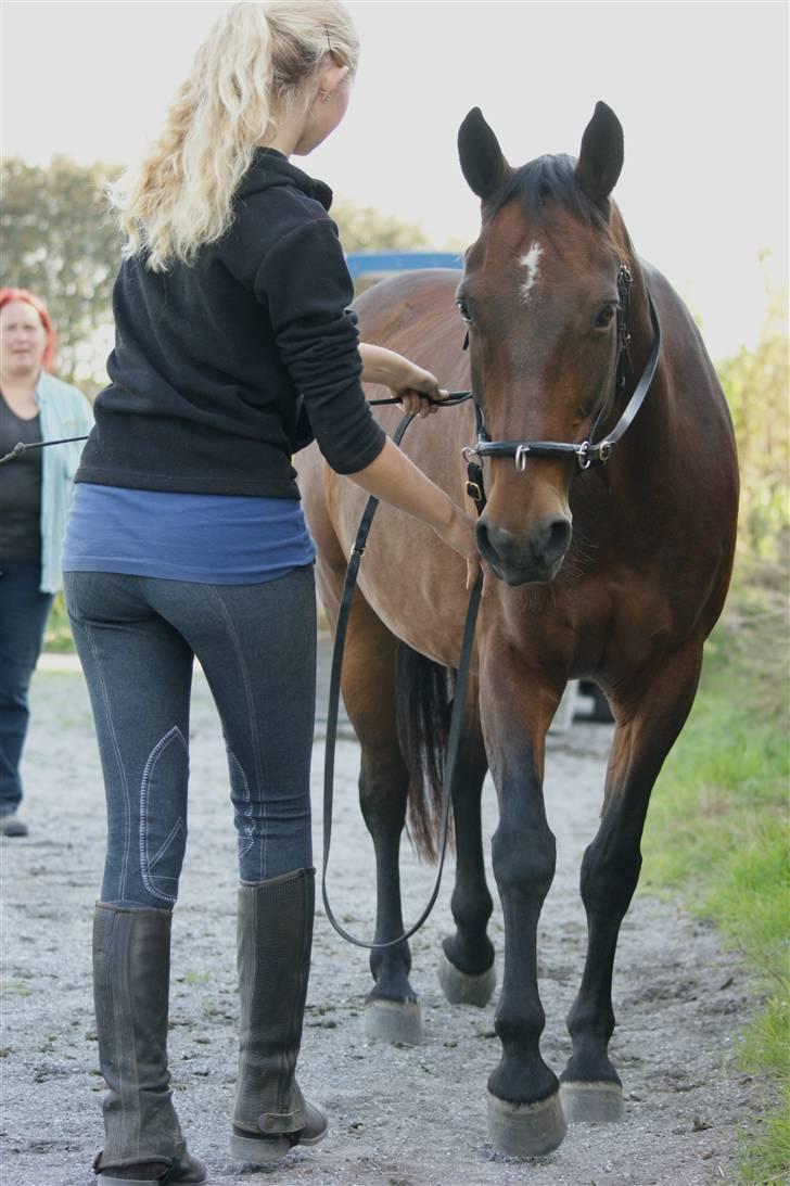 Anden særlig race Cassie - Kursus sep. 09. Træning i travesade - det bliver bedre og bedre :) billede 4