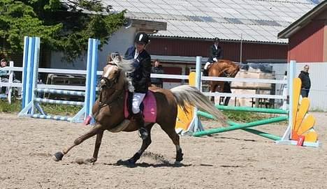 Tysk Sportspony Mühlenhofs Lambada SOLGT billede 7