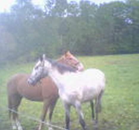 Anden særlig race freja (solgt)(shiva) - hygge stun mellem to piger billede 4