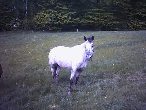 Anden særlig race freja (solgt)(shiva) - okay jeg kigger  billede 6