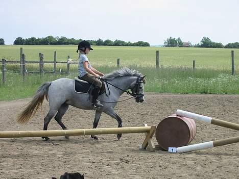 Anden særlig race Grey Star #solgt# - sommeren 2005. Her er Star lige fyldt 4 år. billede 9