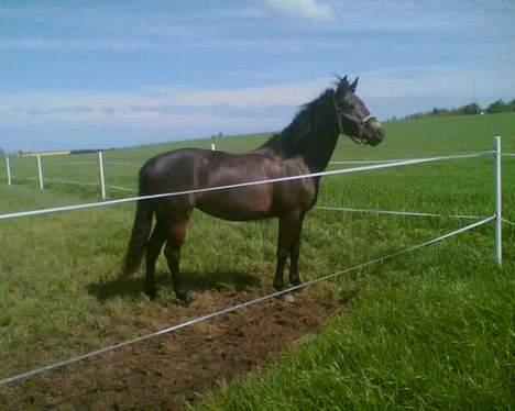 Connemara DambækgårdsGoldenJustice - Inden hun blev tyk (´: billede 7