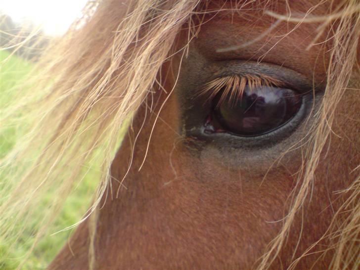 Shetlænder Nørbæks Mio billede 1