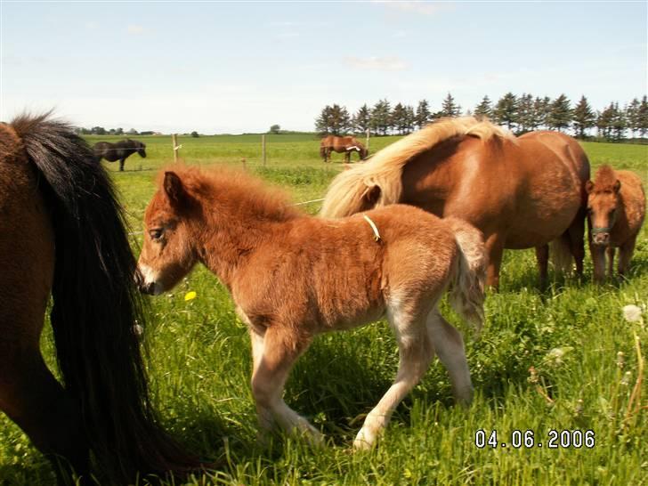 Shetlænder Nørbæks Mio - Mio ca. en uge gammel. billede 2