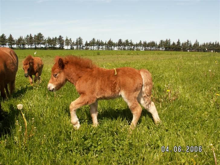 Shetlænder Nørbæks Mio - en uge gammel. Sommer 06 billede 3