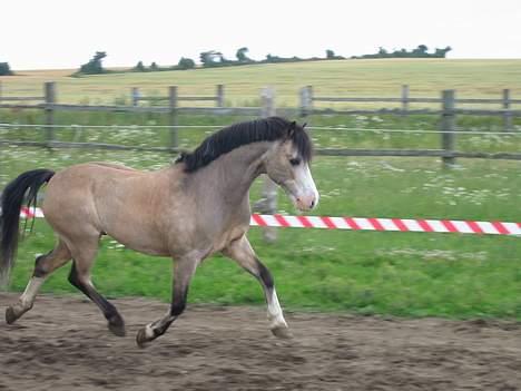 Welsh Mountain (sec A) Erin Triumph B-pony Solgt - Er jeg ikke lækker? billede 3