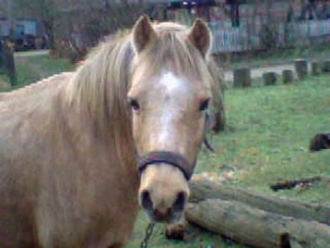 Welsh Pony (sec B) Chuela <33 billede 1