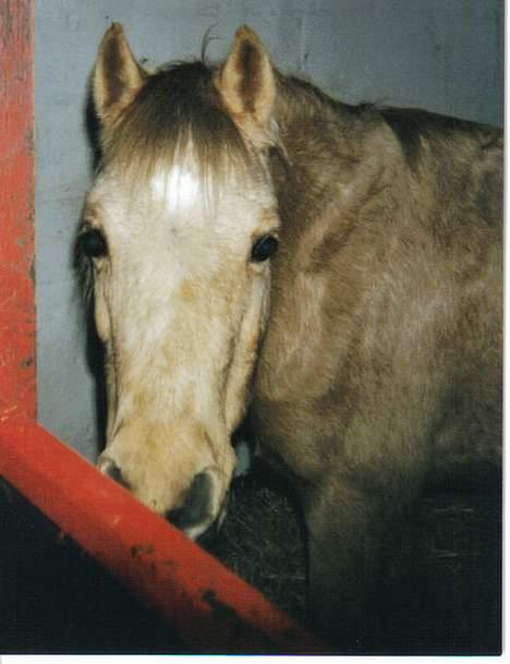 Welsh Pony (sec B) Chuela <33 billede 2