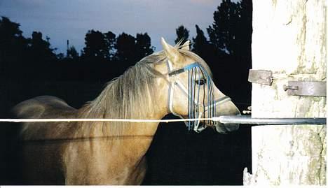 Welsh Pony (sec B) Chuela <33 billede 3