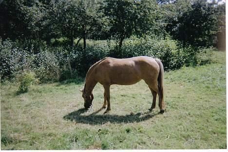 Welsh Pony (sec B) Chuela <33 billede 4