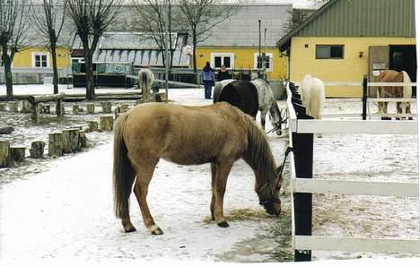Welsh Pony (sec B) Chuela <33 billede 5