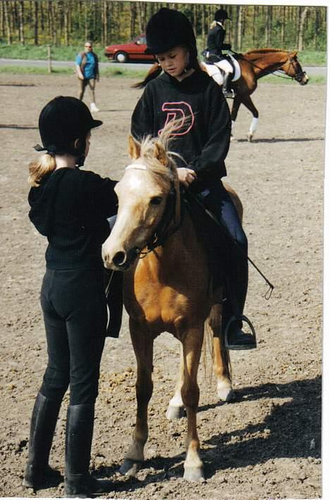 Welsh Pony (sec B) Chuela <33 billede 6