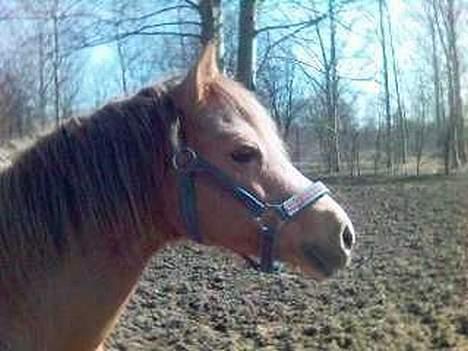 Welsh Pony (sec B) Chuela <33 billede 7