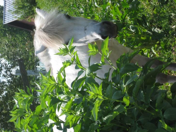 Shetlænder Beauty   *SOLGT* - er hun ikke bare nuttet?? billede 6