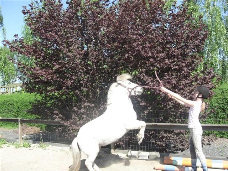 Shetlænder Beauty   *SOLGT* - Er hun ikke dygtig? Hun kan stejle på komando<33 billede 8