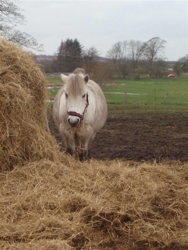 Shetlænder Beauty   *SOLGT* - Neejj...man er da ikke blevet lidt tyk på det sidste vel?? hehe..<33 billede 9
