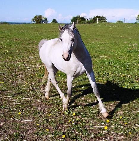 Welsh Mountain (sec A) Tanggårds Shadow  billede 3