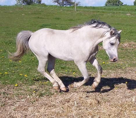 Welsh Mountain (sec A) Tanggårds Shadow  billede 5