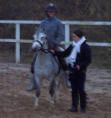 Welsh Mountain (sec A) Tanggårds Shadow  - "Ja, nu skal de sku´ også sidde på mig" ;-) billede 6