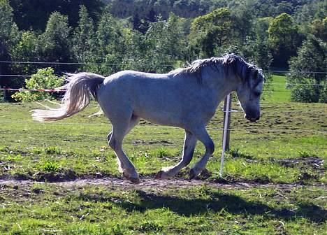 Welsh Mountain (sec A) Tanggårds Shadow  billede 10