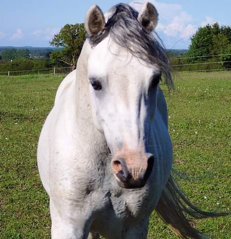 Welsh Mountain (sec A) Tanggårds Shadow  billede 13