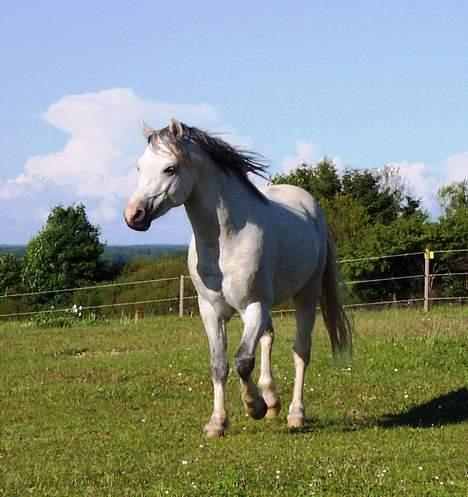 Welsh Mountain (sec A) Tanggårds Shadow  billede 14