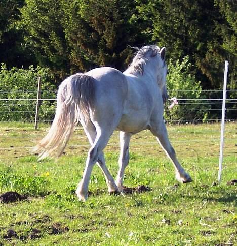 Welsh Mountain (sec A) Tanggårds Shadow  billede 17
