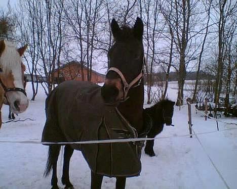 Connemara DambækgårdsGoldenJustice - Justice om vinteren (: billede 8