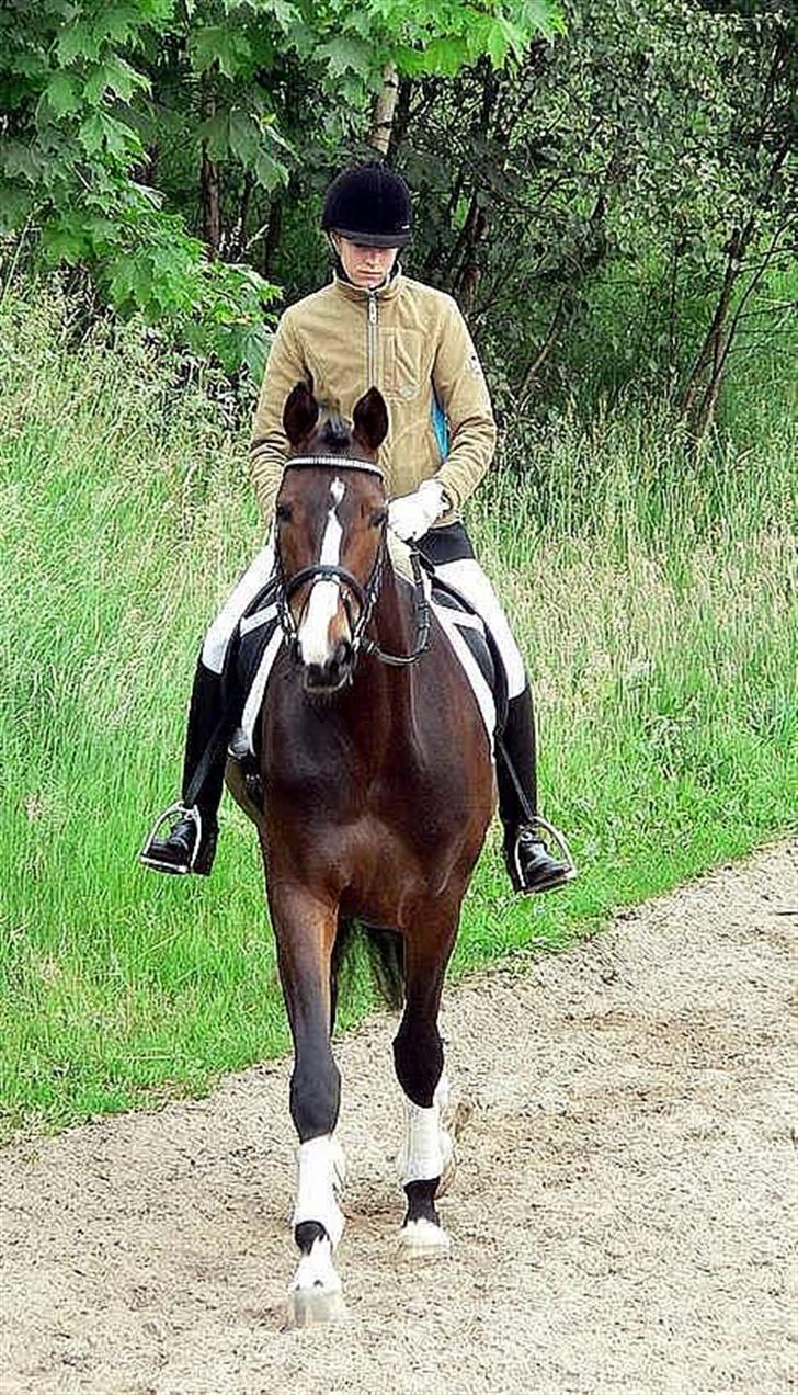 Dansk Varmblod Flying dream - Aflivet  - Til vores første stævne sammen : D Foto Louise B. billede 1