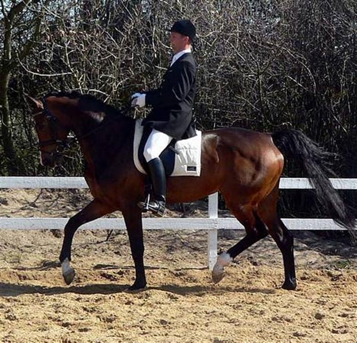 Dansk Varmblod Flying dream - Aflivet  - Niels Henrik Christensen (min underviser) I gang med opvarmning til LA4 ved Viborgs C-stævne. billede 2